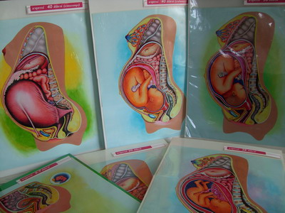 Pregnancy-Poster